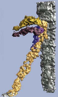 Жёлтым цветом отмечен кончик чувствительного волоска, примыкающий к перепонке (серый цвет), а фиолетовым – молекулярная цепочка, посредством которой они взаимодействуют 