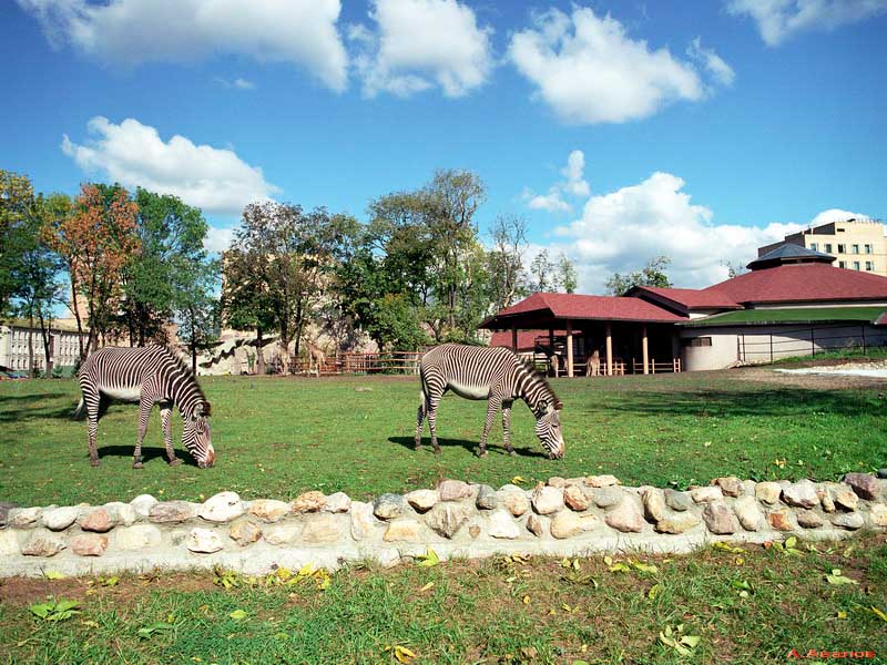 Московский зоопарк приглашает глухих и слабослышащих. Фото с сайта www.moscowzoo.ru 